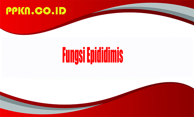 Fungsi Epididimis