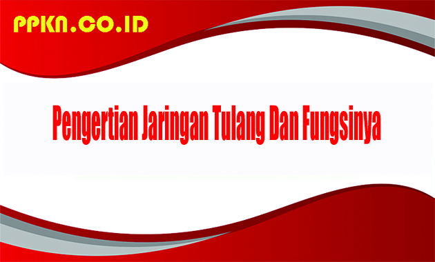 Pengertian Jaringan Tulang Dan Fungsinya