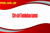 Ciri-ciri Tumbuhan Lumut