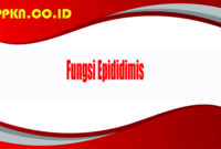 Fungsi Epididimis