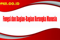 Fungsi dan Bagian-Bagian Kerangka Manusia