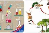 kumpulan soal IPA SMP