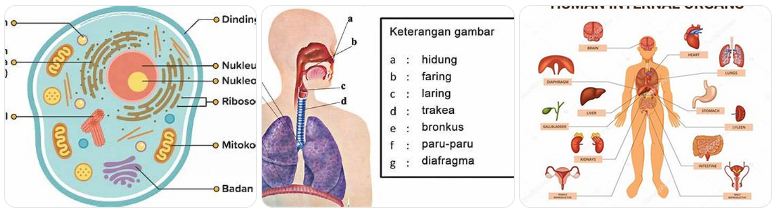 soal UTBK terbaru